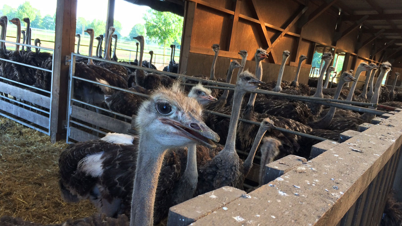 Vogelstrauße auf der Staußenfarm Donaumoos